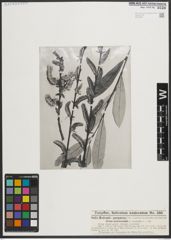 Foto von Salix medemii Boiss. x Salix purpurea L.